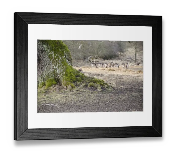 Framed Print : Old tree with fallow deers (Dama dama) in the background