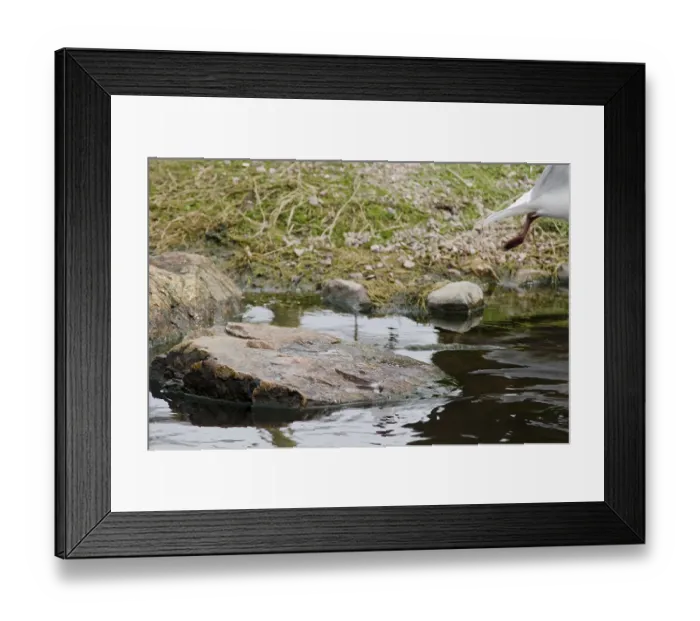 Framed Print : Black-headed Gul bird, Chroicocephalus ridibundus Framed Print : Black-headed Gul bird, Chroicocephalus ridibundus
