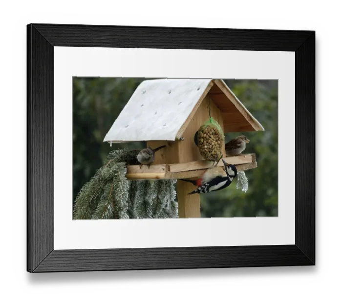 Framed Print : Bird feeder with great spotted woodpecker and two sparrows