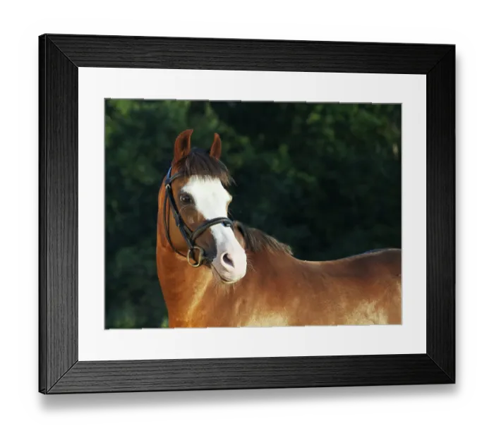 Framed Print : Portrait of beautiful welsh pony mare Framed Print : Portrait of beautiful welsh pony mare