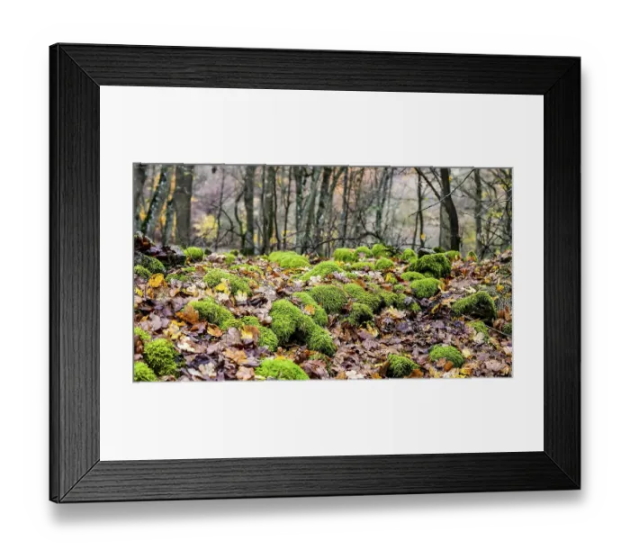 Framed Print : Moss surface Framed Print : Moss surface