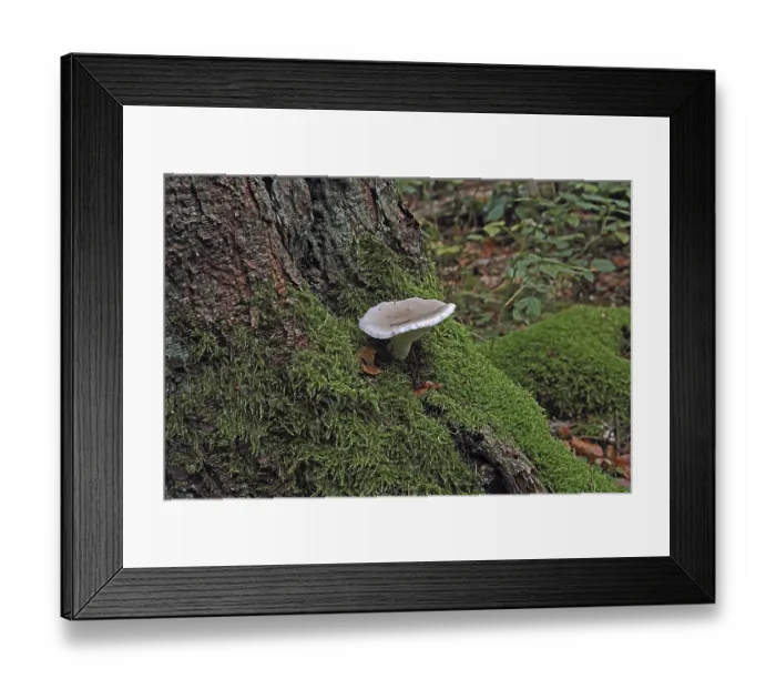 Framed Print : Berinded mushroom (Pleurotus dryinus)
