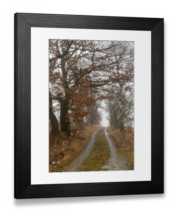 Framed Print : Country lane lined with trees Framed Print : Country lane lined with trees