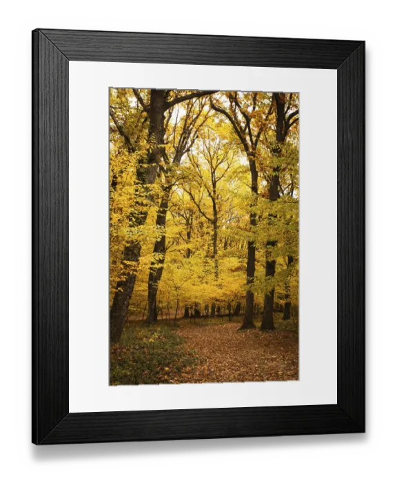 Framed Print : Fall forest and path way between the trees