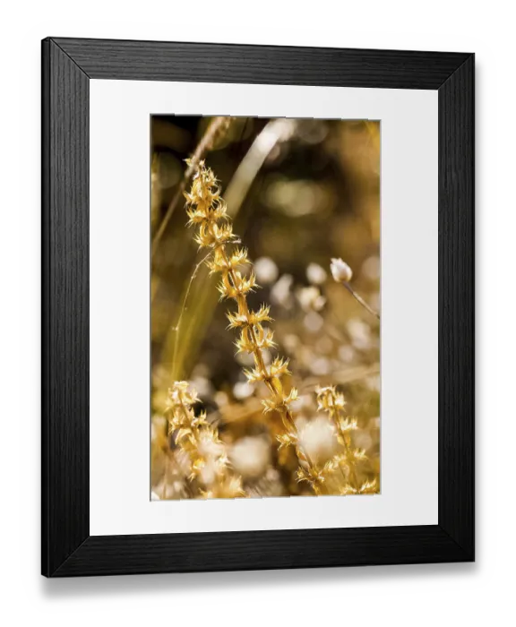 Framed Print : Grass and flowers in the forest on the clearing and under the trees Framed Print : Grass and flowers in the forest on the clearing and under the trees