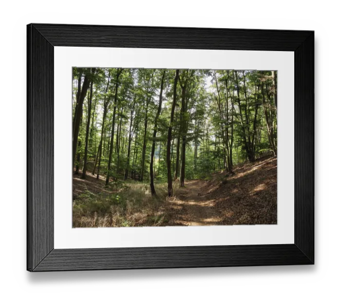 Framed Print : A forest path lined with tall trees