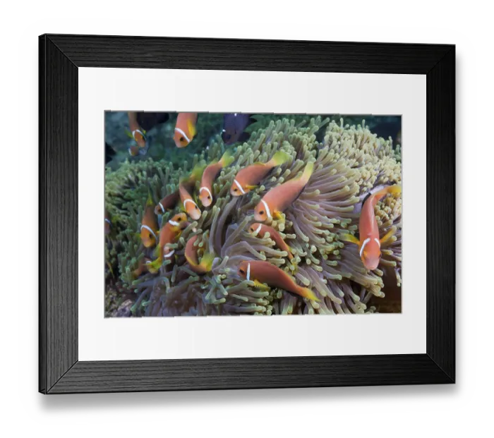 Framed Print : Maldives anemonefish in magnificent anemones