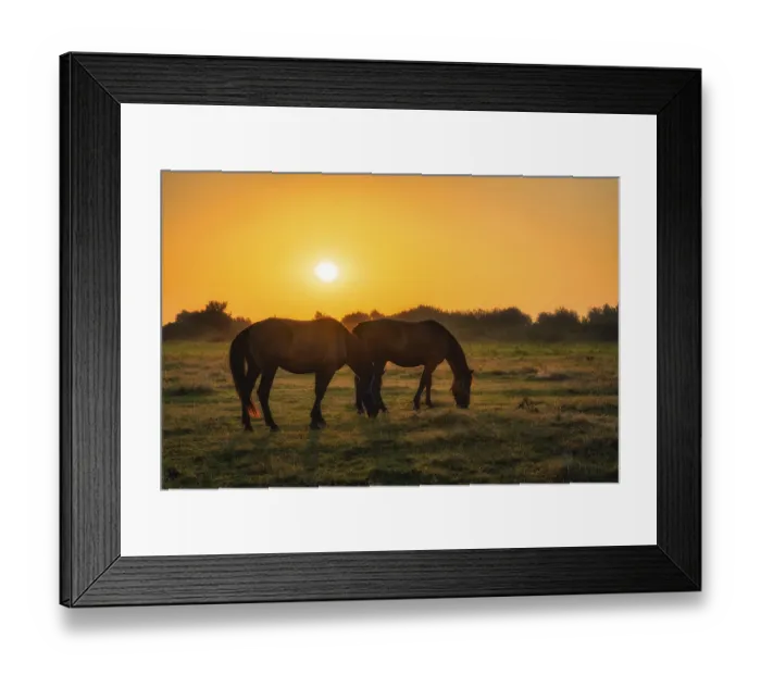 Framed Print : Two horses standing and grazing on a field at early morning