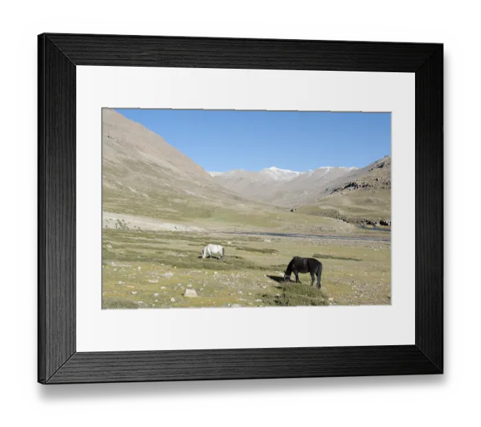 Framed Print : Tibetan Buddhism, grazing horses
