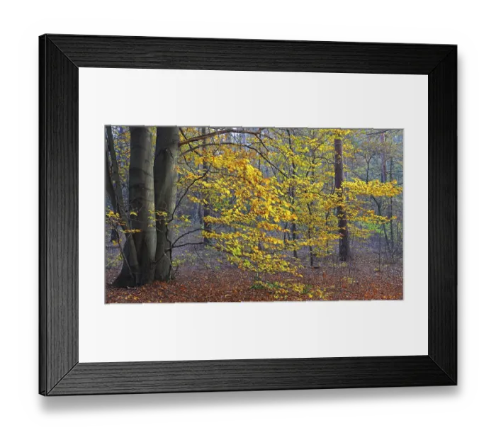Framed Print : Autumnal colored Beech trees (Fagus)