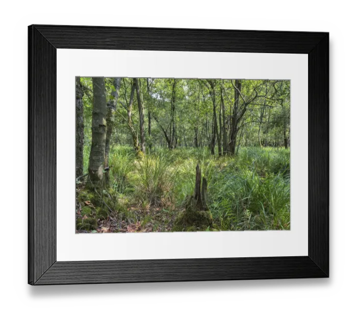 Framed Print : Summer floodplain forest with Greater Tussock Sedge (Carex paniculata) and Black alder (Alnus glutinosa)