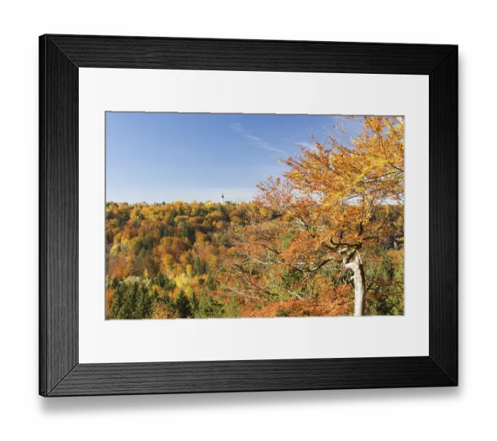 Framed Print : Autumnal beech - Isar valley near Munich - Bavaria - Germany