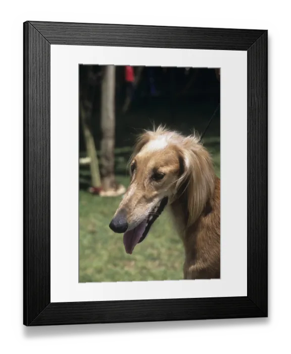 Framed Print : Caravan hound, Mudhol Hound Indian breed of dog