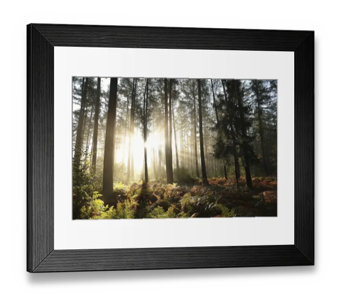 Framed Print : Coniferous forest on a foggy autumn morning