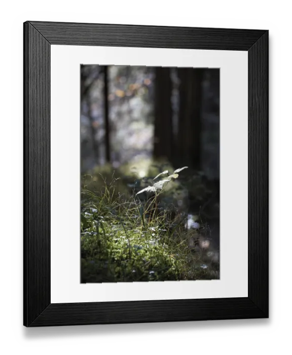 Framed Print : Autumn