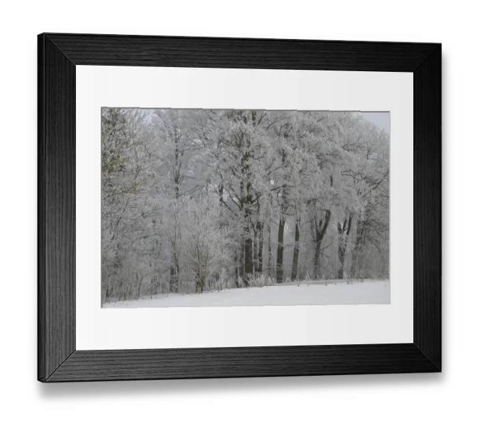 Framed Print : Beech forest with hoarfrost