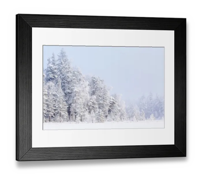 Framed Print : Winter forest with snow and frost in the trees of the taiga Framed Print : Winter forest with snow and frost in the trees of the taiga