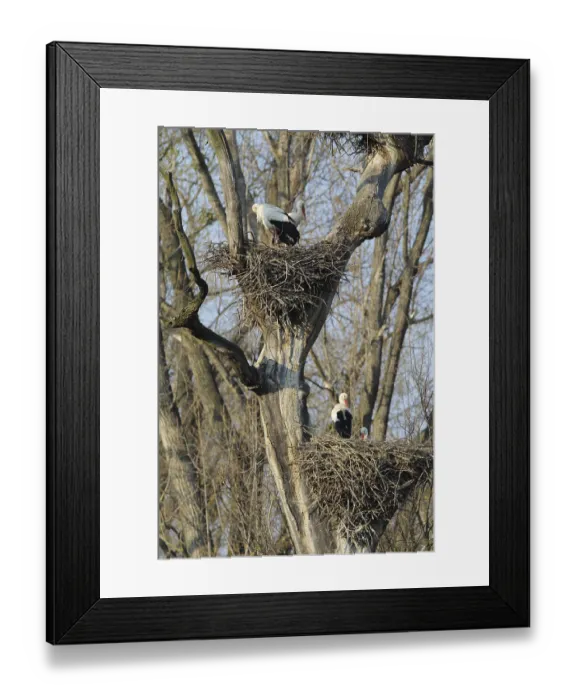 Framed Print : Stork colony near Marchegg, Austria