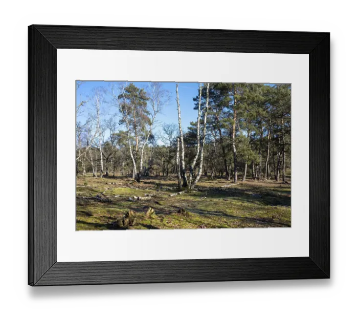 Framed Print : Sunlit forest with various trees casting shadows on a grassy ground Framed Print : Sunlit forest with various trees casting shadows on a grassy ground