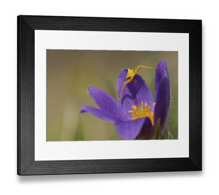 Framed Print : Common cowbell (Pulsatilla vulgaris) Framed Print : Common cowbell (Pulsatilla vulgaris)