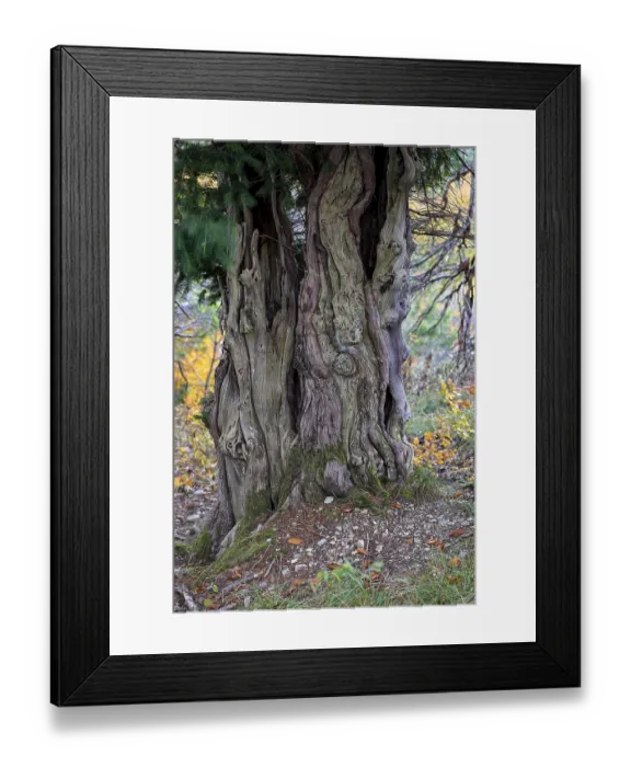 Framed Print : Yew trunk (Taxus baccata) Framed Print : Yew trunk (Taxus baccata)