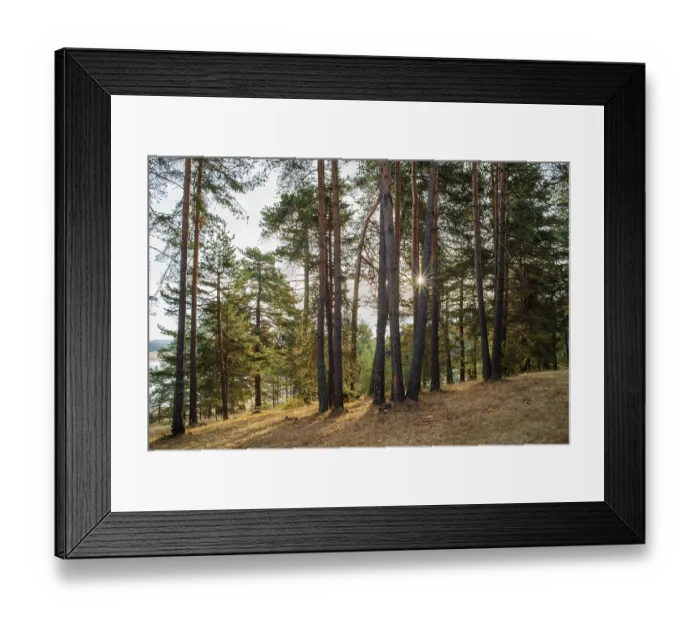 Framed Print : Pines in the forest and sunlight. Mountain trees Framed Print : Pines in the forest and sunlight. Mountain trees
