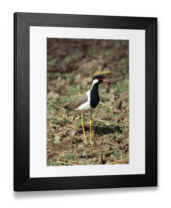 Framed Print : Birds, Red wattled lapwing vanellus indicus