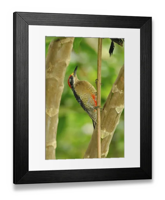 Framed Print : Black-spotted Woodpecker, male