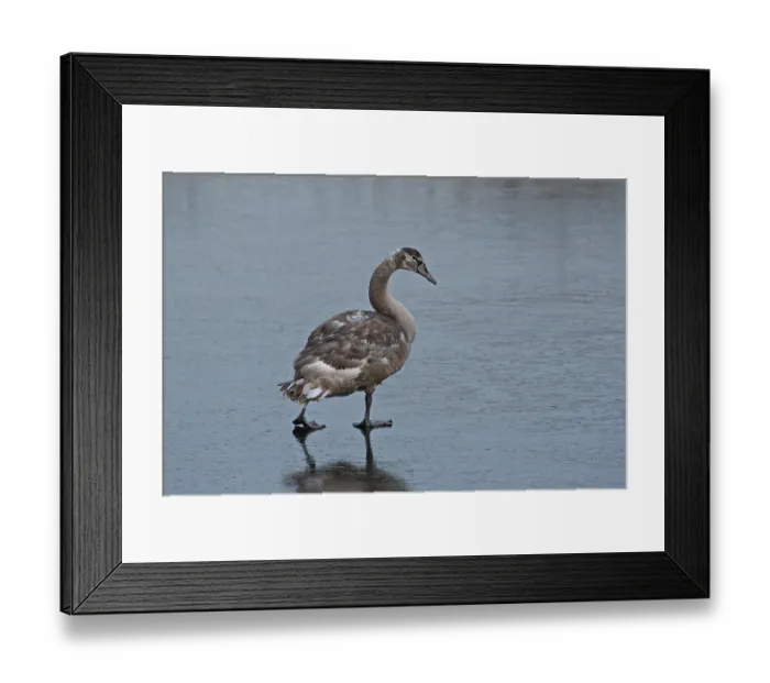 Framed Print : Mute Swan, Young Bird Framed Print : Mute Swan, Young Bird