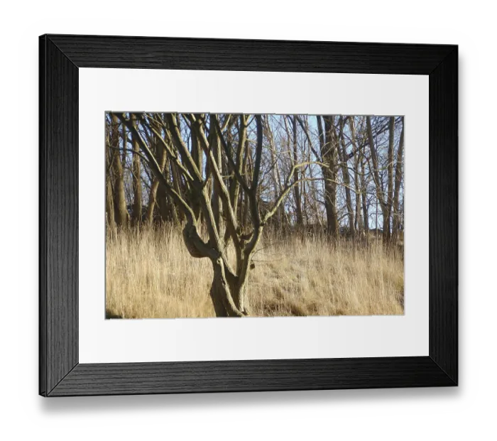 Framed Print : Forest looks golden due to golden sun rays Framed Print : Forest looks golden due to golden sun rays