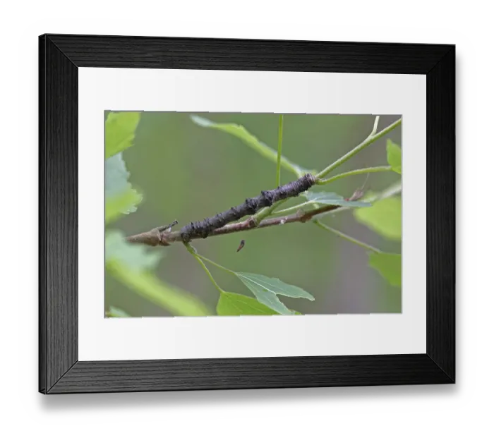 Framed Print : Snow peeper, caterpillar (Phigalia pilosaria)