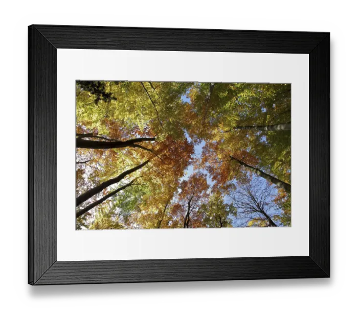 Framed Print : Golden October