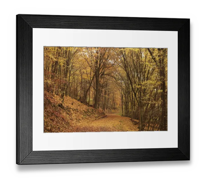 Framed Print : Colourful autumn forest Framed Print : Colourful autumn forest