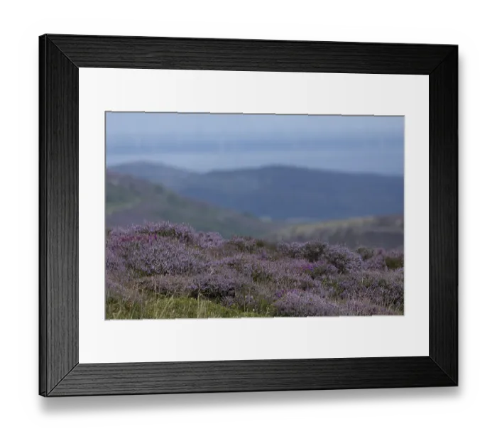 Framed Print : Flowering heather (Erica) in a mountainous landscape on the edge of Snowdonia National Park