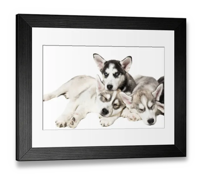 Framed Print : Cute Siberian husky puppies on white background