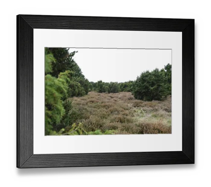 Framed Print : Common juniper (Juniperus communis)