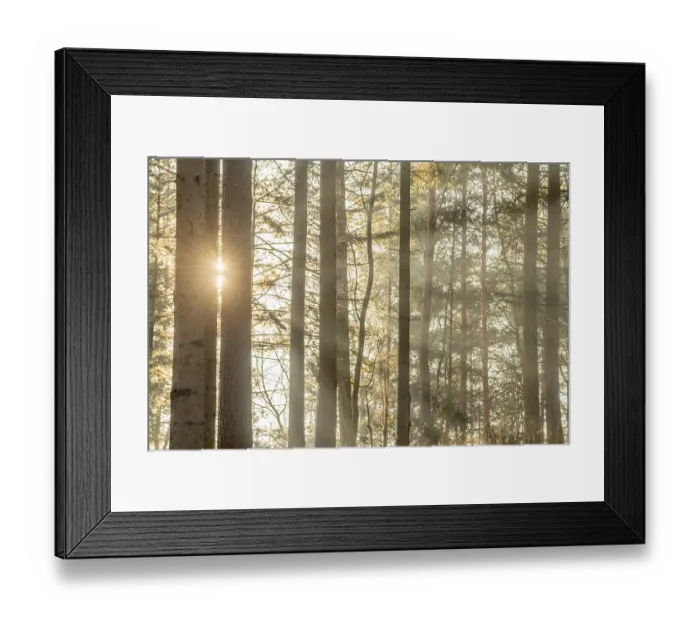 Framed Print : Sunbeams through the trees in a mountain forest in winter Framed Print : Sunbeams through the trees in a mountain forest in winter