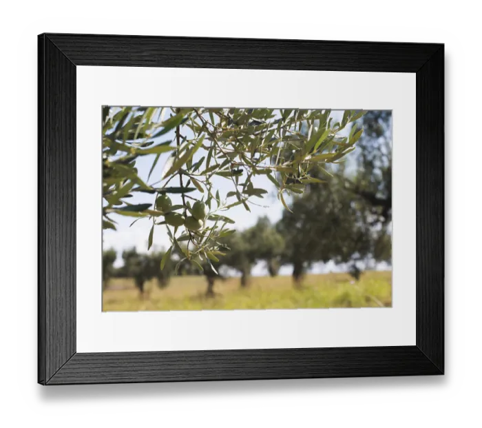 Framed Print : Olive branches on foreground. Olive plantation