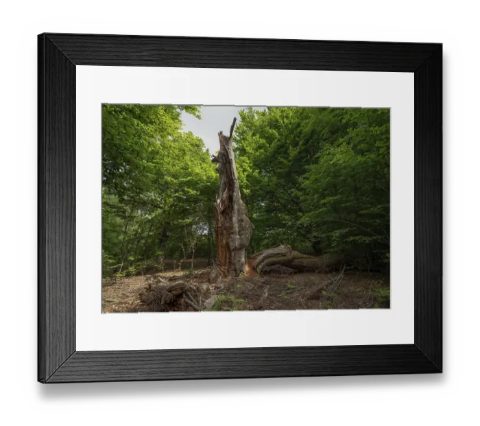 Framed Print : Dead tree trunk in the Sababurg primeval forest