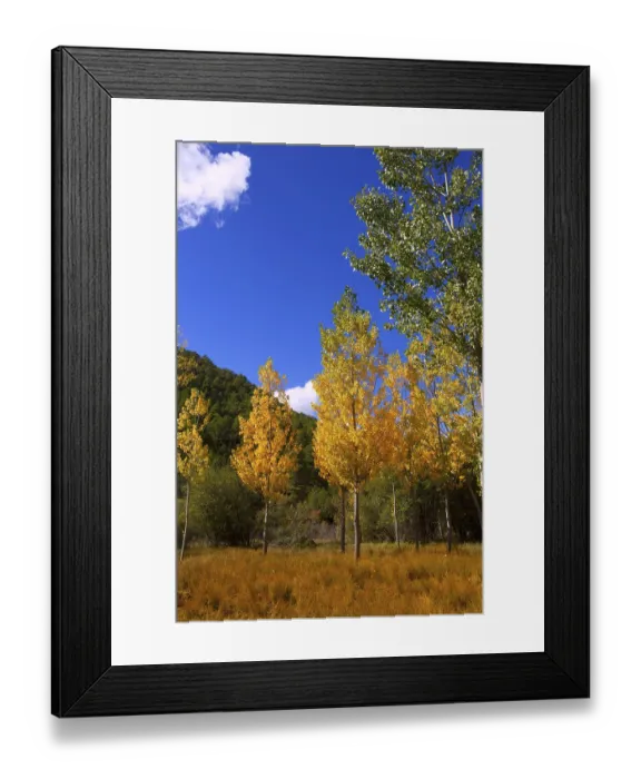 Framed Print : Autumn fall forest with yellow golden poplar trees outdoor nature and blue sky