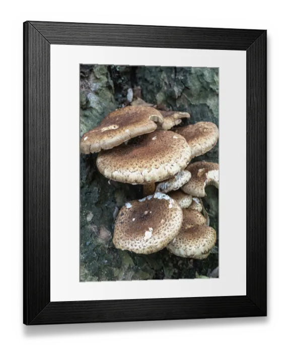 Framed Print : Mushrooms in the woods on a tree Framed Print : Mushrooms in the woods on a tree