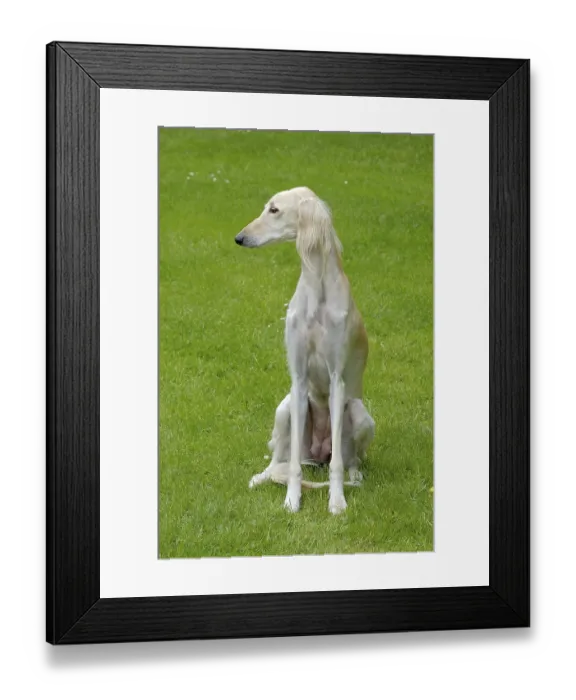 Framed Print : The portrait of Saluki dog on a green grass lawn