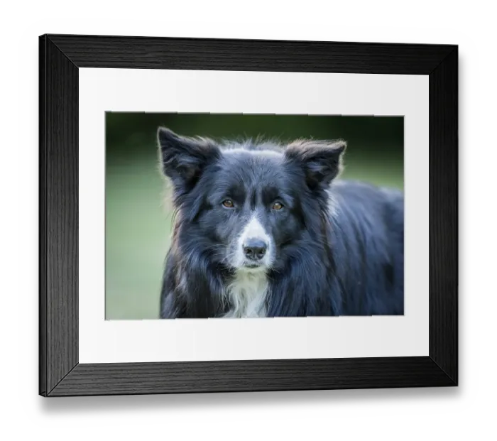 Framed Print : Border Collie dog starring at the camera Framed Print : Border Collie dog starring at the camera
