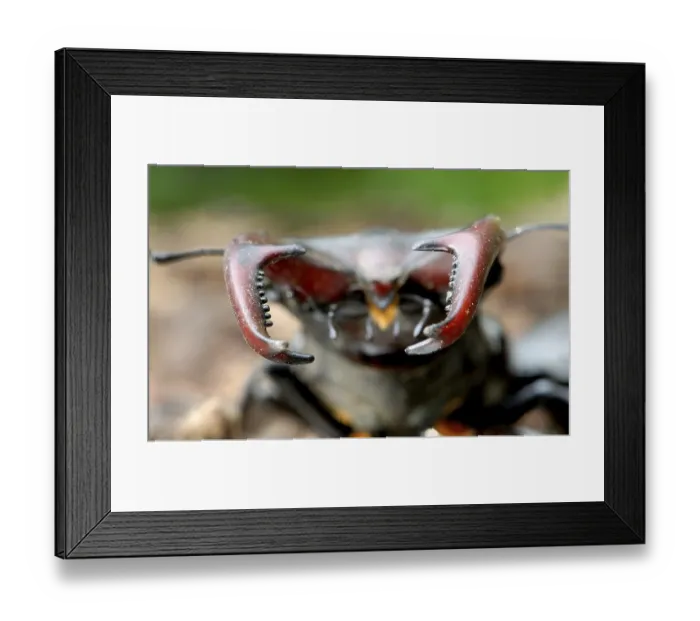 Framed Print : Upper jaw pincers of the stag beetle Framed Print : Upper jaw pincers of the stag beetle