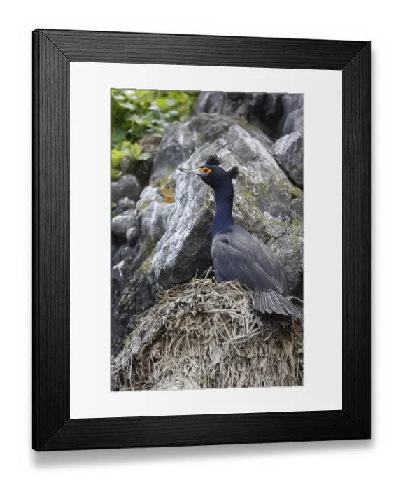 Framed Print : Wildlife of Kamchatka: Red-faced cormorant (Phalacrocorax urile) sitting in nest on cliff Framed Print : Wildlife of Kamchatka: Red-faced cormorant (Phalacrocorax urile) sitting in nest on cliff