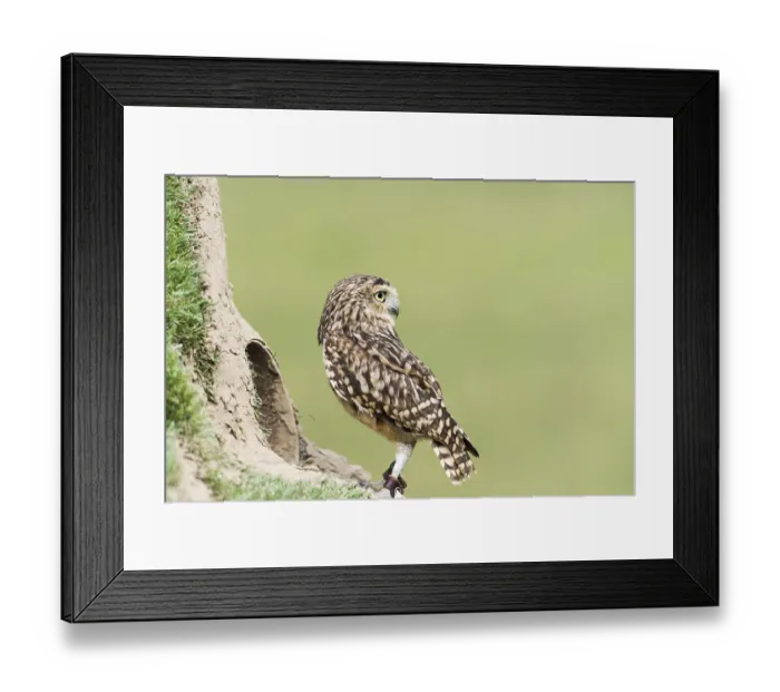 Framed Print : A picture of a beautiful owl on a tree Framed Print : A picture of a beautiful owl on a tree