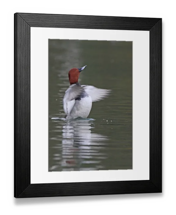 Framed Print : Pochard Framed Print : Pochard