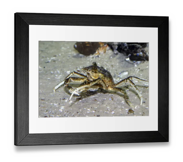 Framed Print : Large spider crab
