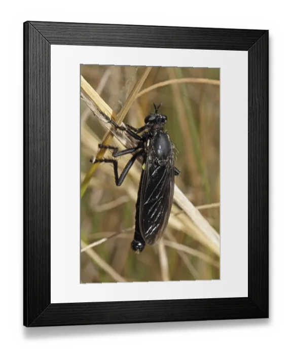 Framed Print : Robber fly, Dasypogon melanopterus