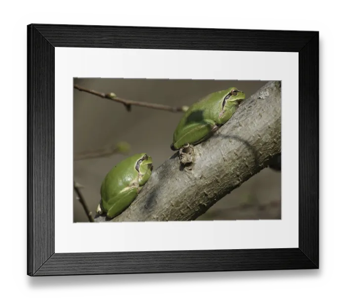 Framed Print : Mediterranean tree frog (Hyla meridionalis) Framed Print : Mediterranean tree frog (Hyla meridionalis)